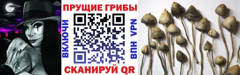 Псилоцибиновые грибы Cubensis  что такое наркотик  Белоярский 